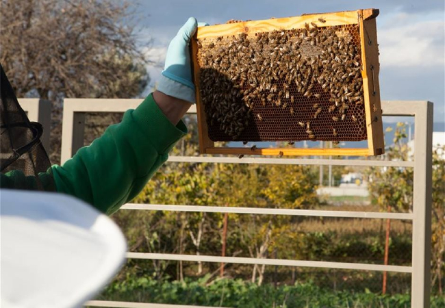 Δηλώσεις κατεχόμενων κυψελών από ενεργούς μελισσοκόμους