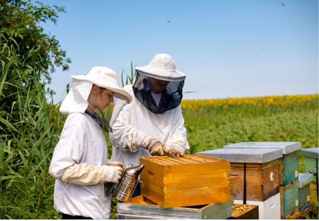 Μελισσοκομία: Μέχρι πότε υποβάλλονται αιτήσεις για το πρόγραμμα του 2023